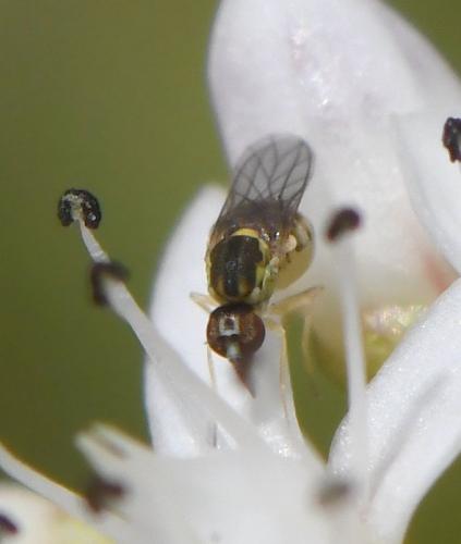 Empidideicus hungaricus